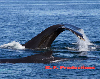 Tken in Massachussettes during a whale watching trip.