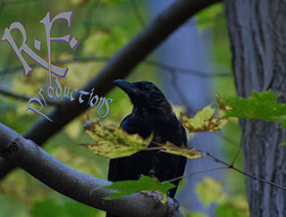 What to say. This crow followed us all the way up the path. Made us feel safe.