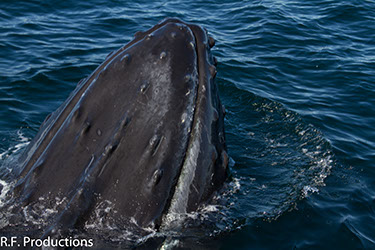 I love when they pose. This is the face of a Humback whale names Bat. Yes her name is Bat.